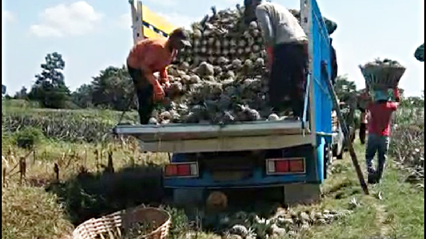 Muncul Lagi Orderan Fiktif 8.500 Buah Nanas Tujuan Jungsemi Kendal Rugikan Warga Malang Rp 29 Juta
