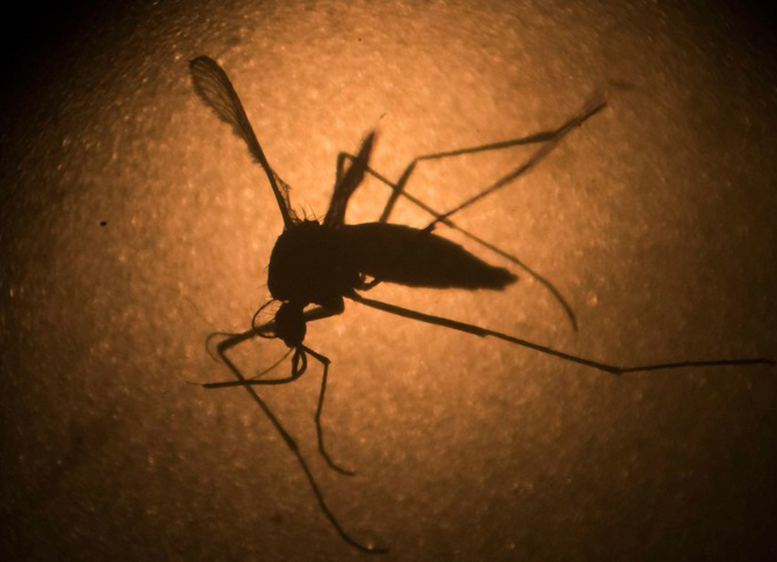 Musim Hujan, Ini Cara Mencegah Perkembangan Nyamuk Demam Berdarah