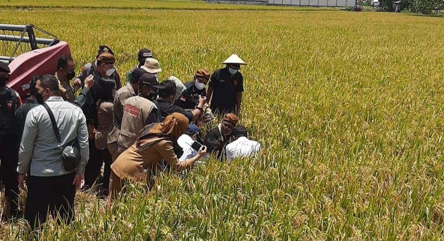 Panen Melimpah 4 Kali Setahun, Warga Desa Tegalsari Sukoharjo Tak Takut Ancaman Krisis Pangan