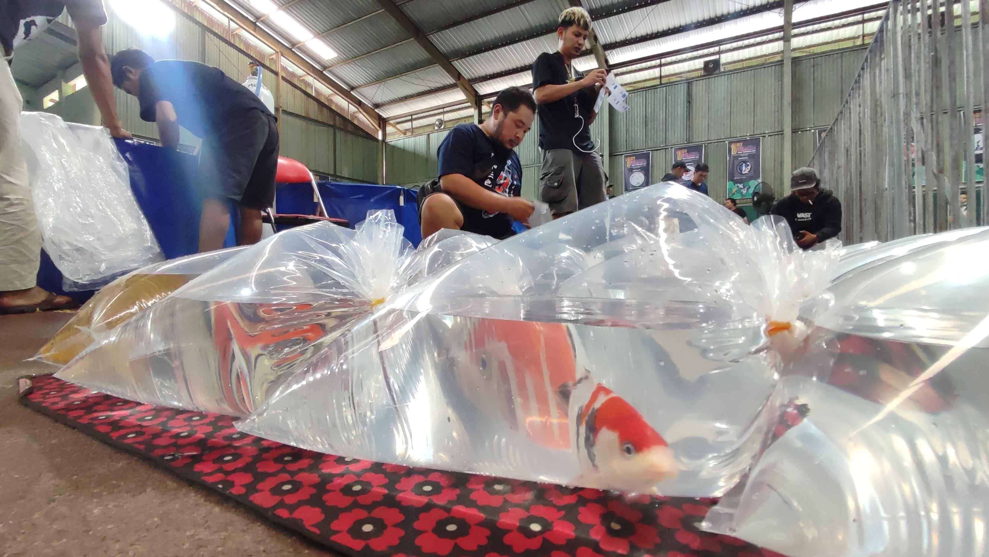 854 Ikan Koi Tampil dalam Mini Kontes di Salatiga