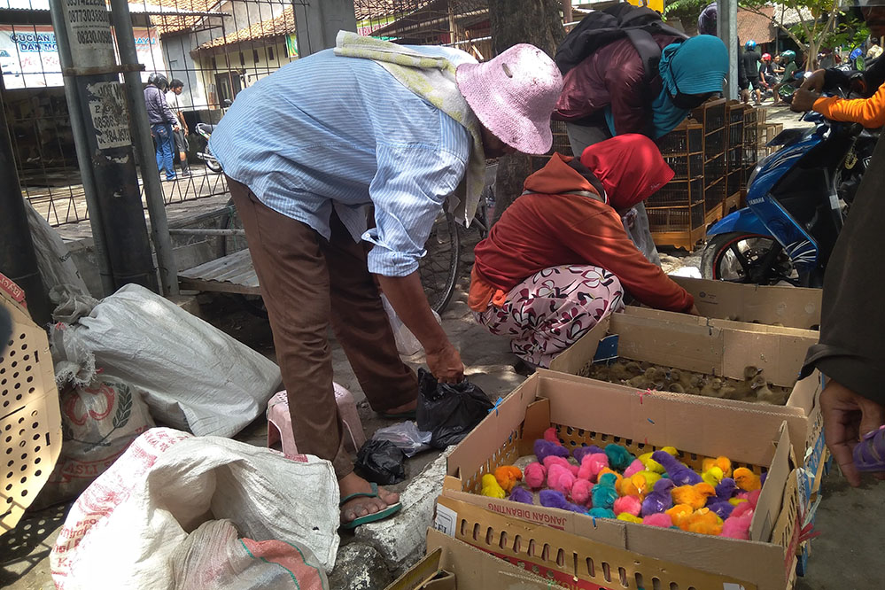 Mau Cari Ular, Kelelawar, Hamster, Iguana dan Unggas Ada di Sini