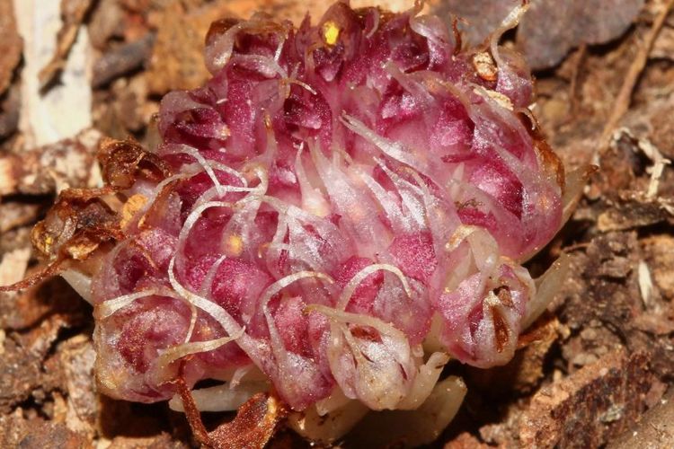 Penampakan Anggrek Paling Langka di Dunia yang Ditemukan Tak Sengaja, Lokasinya Dirahasiakan