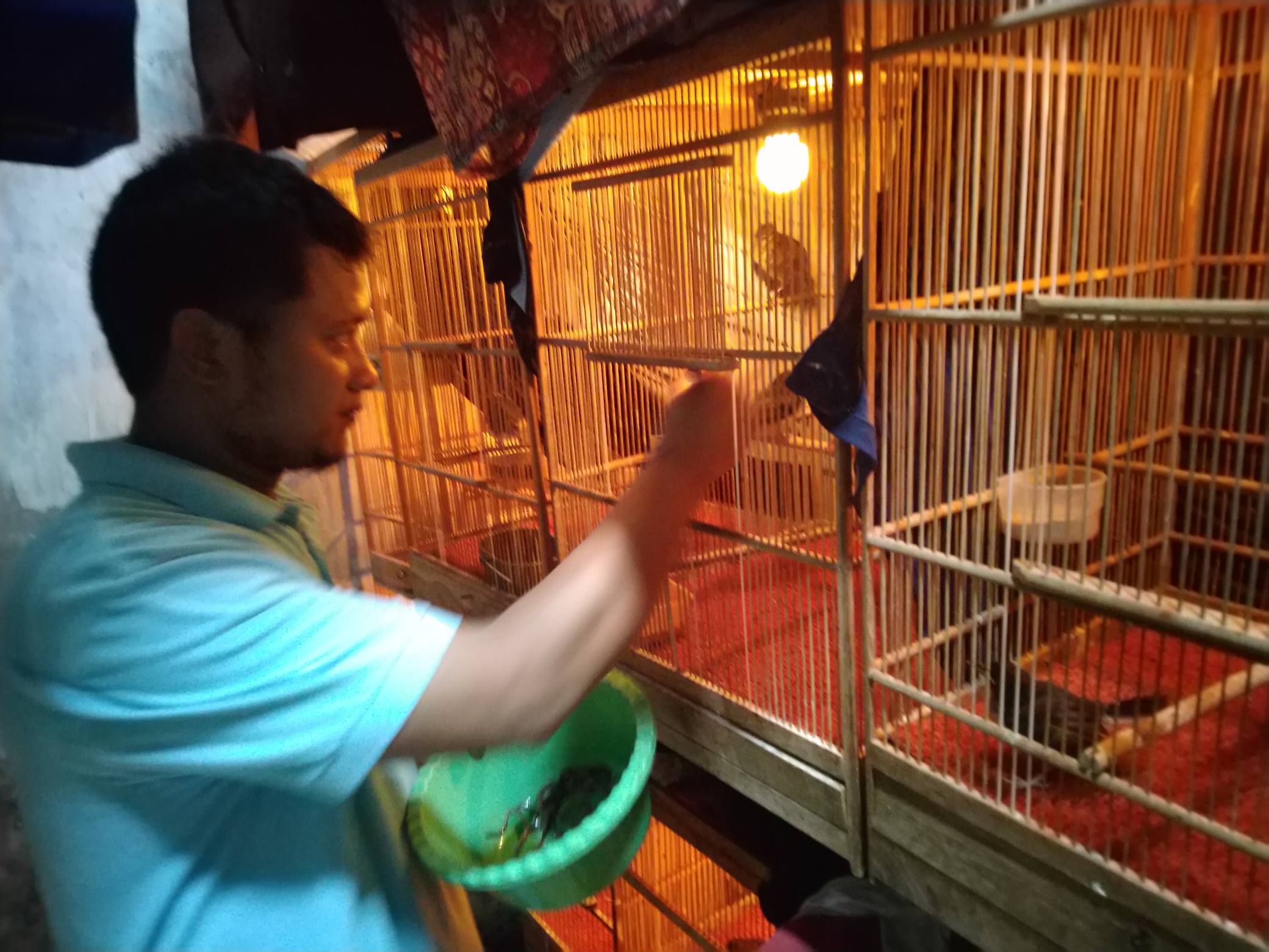 Melalui Sistem Poligami, Krismianto Hasilkan Puluhan Murai Batu Sekali Panen dan Raih Jutaan Rupiah