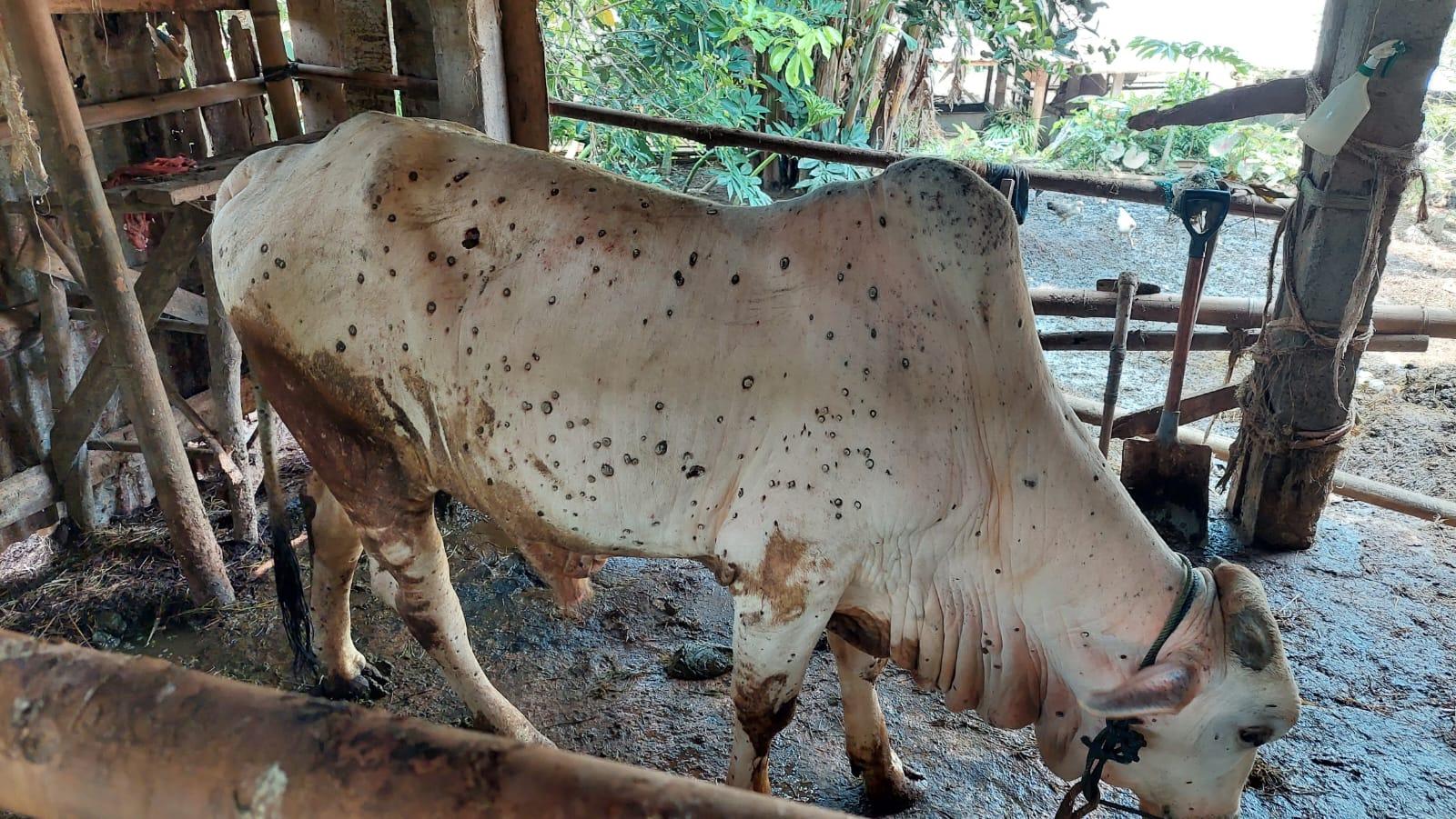 Ciri-ciri Hewan Ternak Terkena Penyakit LSD