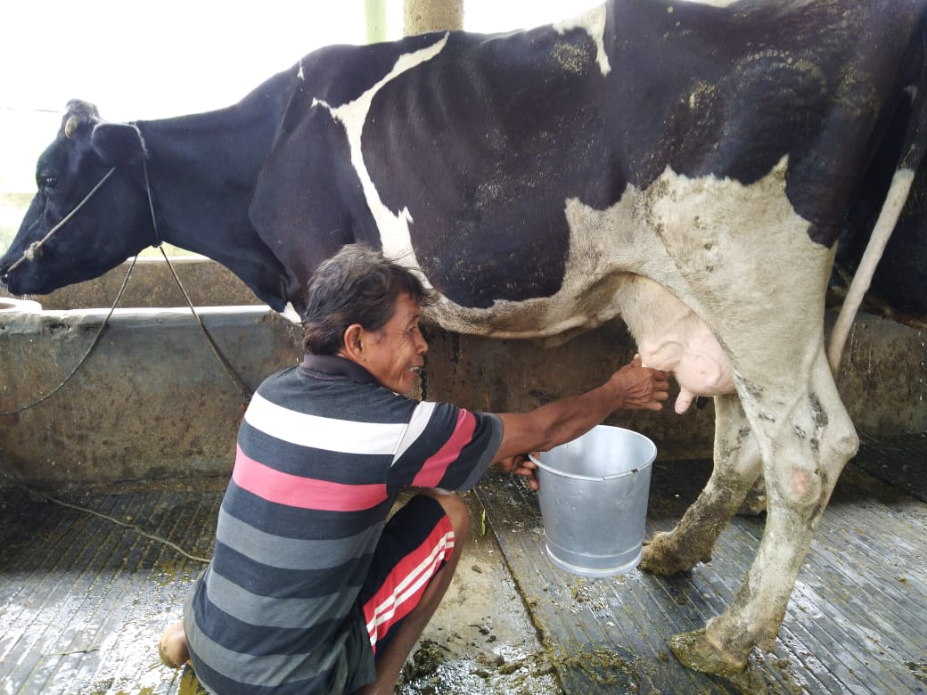 peternak-sapi-perah-di-gunungpati-semarang.jpg