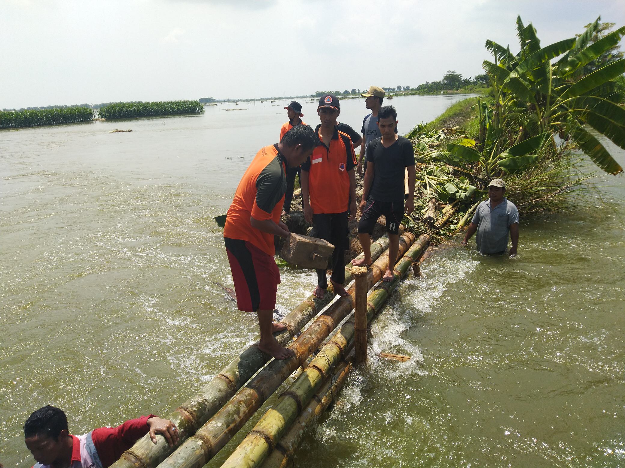 Ratusan Hektare Sawah di Demak Terendam Banjir Akibat Tanggul Jebol
