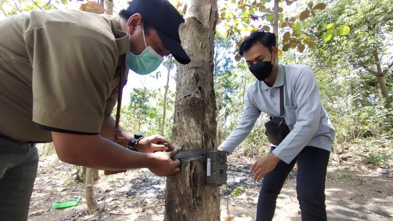 Deteksi Keberadaan Macan Tutul, Kementerian LHK Pasang Camera Trap di Hutan Rembang