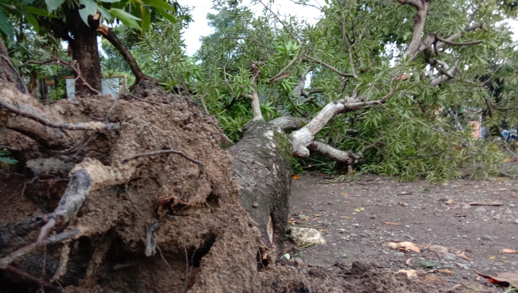 pohon-mangga-berusia-puluhan-tahun-tumbang-di-desa-tlogorejo-tegowanu-grobogan3.jpg