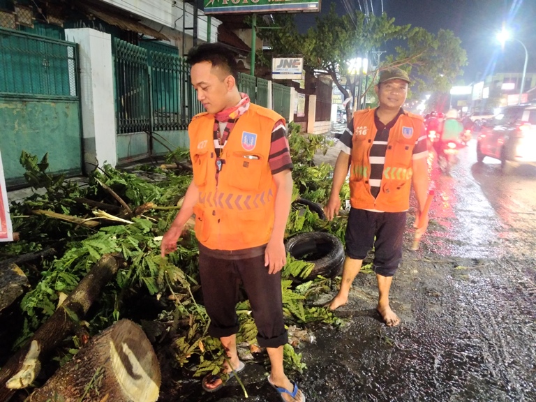 Hujan Deras Guyur Semarang, Pohon Munggur di Jalan Tentara Pelajar Semarang Tumbang