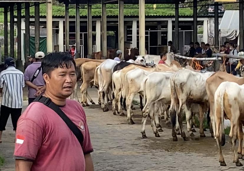 ratusan-sapi-di-psar-hewan3.jpg