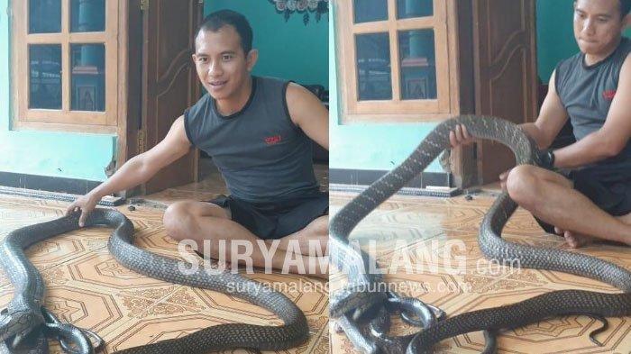 suryo-negoro-basuki-29-sudah-12-tahun-hidup-sekamar-dengan-ular-king-cobra.jpg