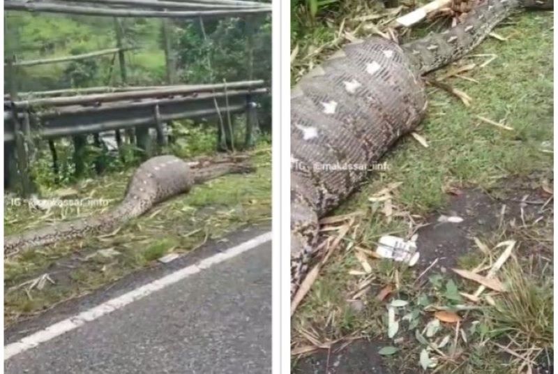 Ular Piton 7 Meter Ditemukan Lemas Seusai Telan Anak Sapi