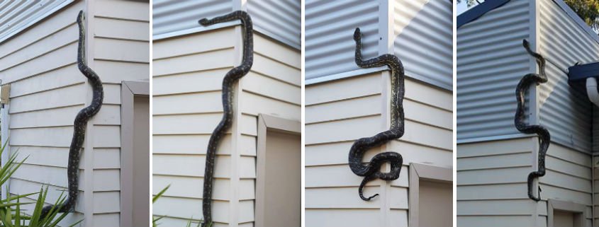 Detik-detik Piton 3 Meter Merayap di Dinding, Begini Pengakuan Pemilik Rumah