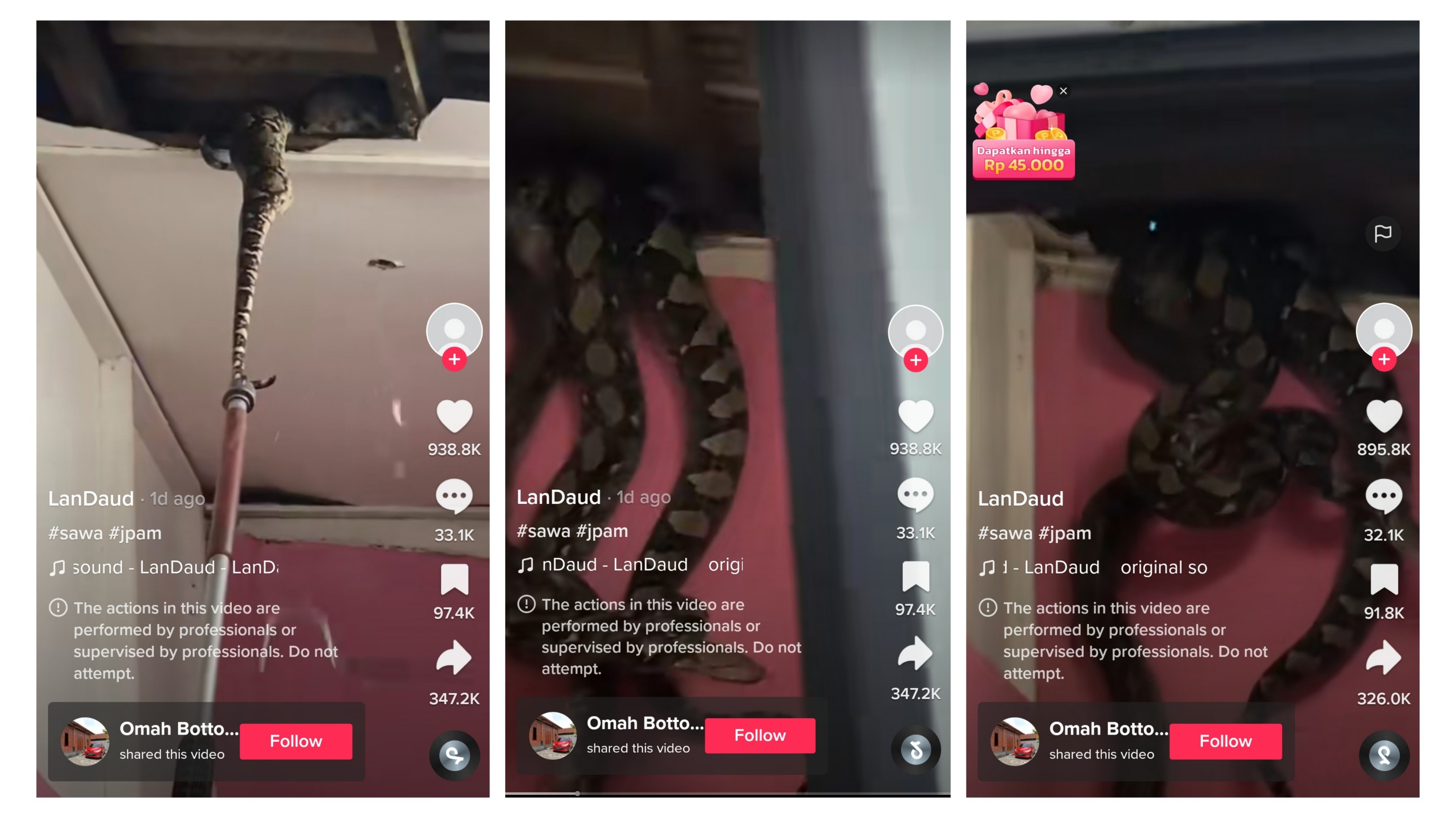 Viral TikTok 2 Ular Piton Raksasa Hidup di Plafon Rumah