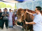 20250606-_-Sapi-Bantuan-Presiden-Prabowo-Subianto-di-Kabupaten-Tegal.jpg