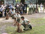 20250615-_-Edukasi-Baby-Tiger-di-Solo-Safari.jpg