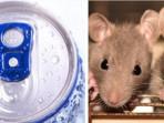 20250726_minuman_kalengdan-tikus_1.jpg