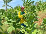 20250918_Petani-tembakau-di-Desa-Menawan-Kecamatan-Gebog-Kabupaten-Kudus_1.jpg