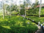 20250919-_-Agro-Wisata-Tambi-Wonosobo.jpg