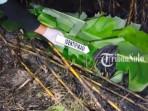 Awal Mula Penemuan Jasad Mbah Seman Setelah Kebakaran Lahan Tebu di Sragen, Ada Luka Hangus