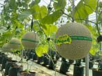 Desa Wisata Pagak Banjarnegara Hadirkan Wisata Petik Melon Akhir Pekan Ini