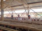 20251010-_-Bapanas-Cek-Penyaluran-Jagung-SPHP-di-Kendal.jpg