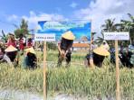 20251011_Panen-Bawang-Merah-Kepala-Dinas-Pertanian-Kabupaten-Cilacap.jpg