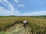 20251012-_-Petani-Cilacap-Panen-Padi.jpg
