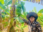 Pisang Cavendish Banjaragung Tegal Dipasarkan Sampai Jakarta dan Surabaya, Sekali Panen Rp30 Juta