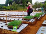 20251021-_-Uji-Varietas-Daun-Bawang-di-Wonosobo.jpg
