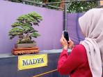 Inilah Potret Bonsai Santigi Milik Kolektor Asal Semarang Bernilai Fantastis Rp 800 Juta