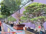 20251025_PAMERAN-BONSAI.jpg