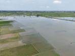 20251027_Pantauan-udara-tampak-membanjiri-area-persawahan-di-Kudus_1.jpg