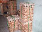 20251103_Harga-Telur-ayam-ras.jpg