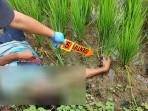 Tersengat Listrik Jebakan Tikus Sawah, Pria Asal Rembang Tewas di Pati