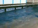 BANJIR-ROB-Banjir-rob-di-jalur-pantura-Semarang-Demak-yang-berlang.jpg