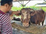 Bejo-sapi-kurban-dari-Presiden-2.jpg