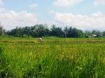 CUACA-PURBALINGGA-Suasana-di-area-persawahan-desa-Padamara-Purbalin.jpg