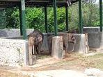 Gajah-Bona-dan-Zela-sudah-berada-di-kandang-Semarang-Zoo.jpg