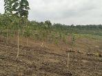 HUTAN-LESTARI-Ilustrasi-pohon-jati-yang-ada-di-kawasan-hutan-di-Blor.jpg