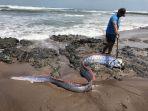 IKAN-OARFISH-FAKTA.jpg