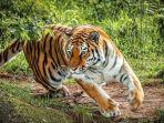 Ilustrasi-Harimau-3.jpg