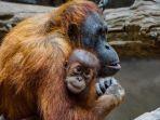 Ilustrasi-Orang-Utan-2.jpg