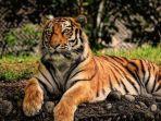 Ilustrasi-harimau-di-rumah-3.jpg