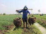 Imbauan-Gubernur-Jawupuki-semakin-untung.jpg