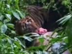 Klarifikasi-Polisi-Soal-Video-Viral-Warga-Dimangsa-Harimau-Ternyata-Kecelakaan-di-Pati.jpg