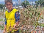 Kondisi-gagal-panen-cabai-oleh-petani-cabai-di-Desa-Rempoah.jpg
