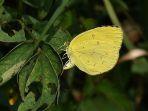 Kupu-kupu-kuning-Eurema-hecabe.jpg