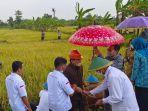 Lahan-persawahan-yang-dipersewakan-dengan-sistem-token-NFT.jpg