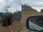Orang-Utan-tersesat-di-kawasan-industri.jpg